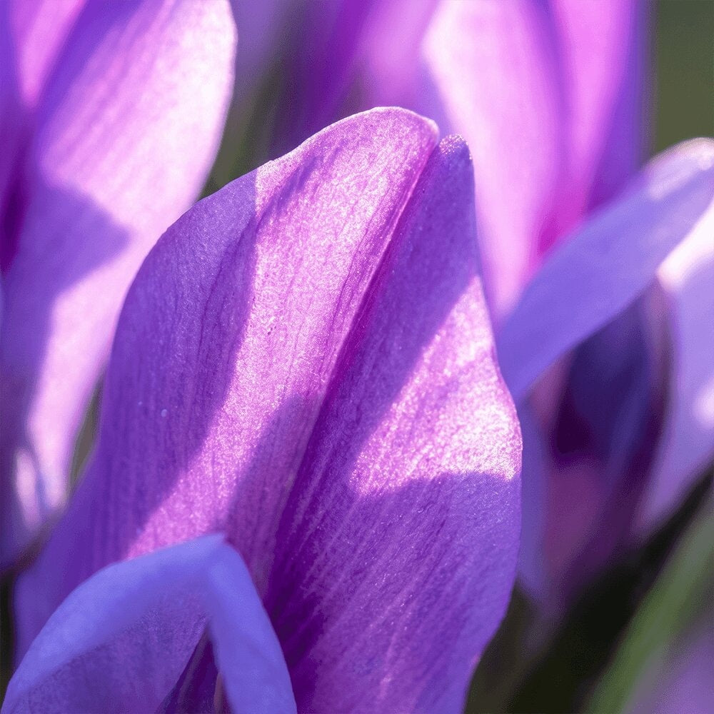 Close-up of a purple crocus petal, botanical inspiration for the Radiance Under Eye Balm formula